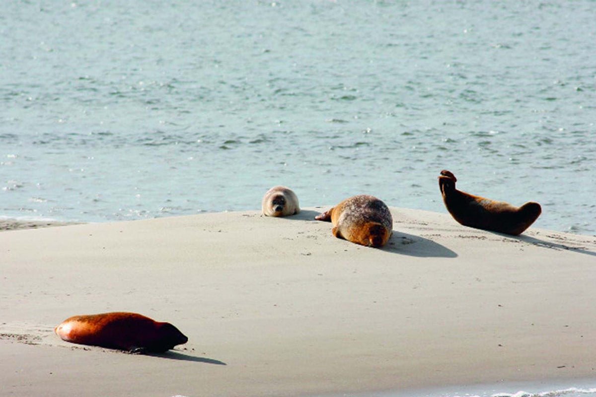 Seal safari at Galge reef - Nomad CPH